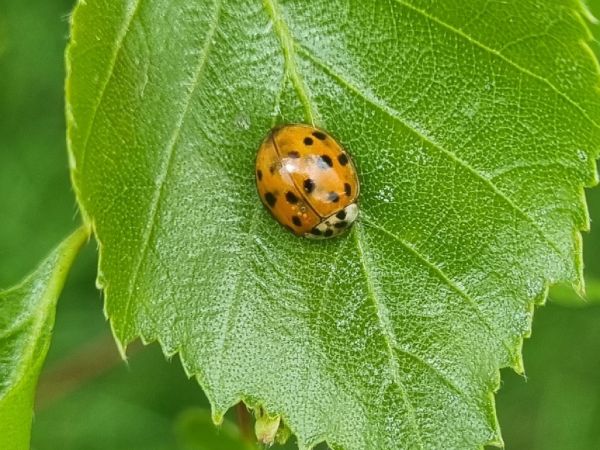 Harlequin ladybird