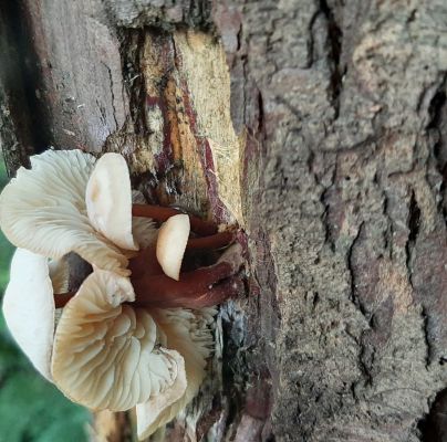 A - nie je v datab&aacute;ze