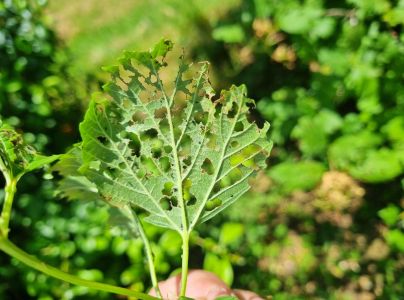 V&aacute;havec Pyrrhalta viburni 