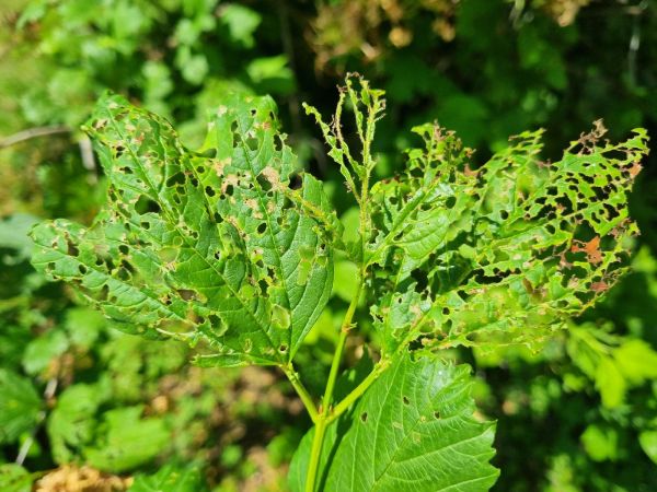 Viburnum leaf beetle