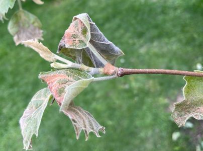 M&uacute;čnatka platanov&aacute;