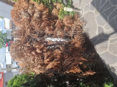 Krasoň borievkov&yacute;