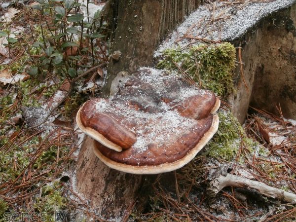 Red banded polypore