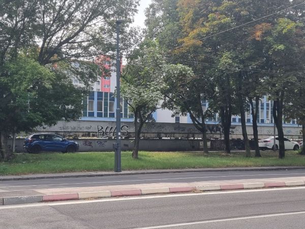 Catalpa powdery mildew 