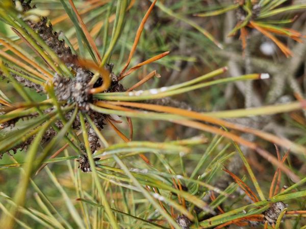 White pine scale