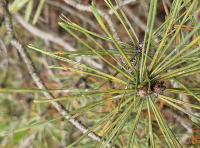 &Scaron;t&iacute;tnička borovicov&aacute;