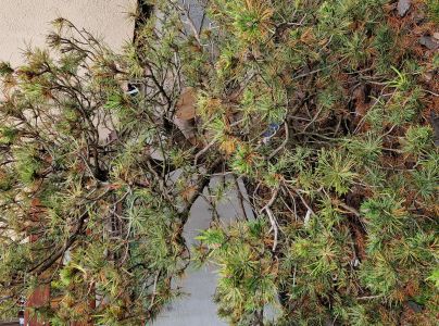 &Scaron;t&iacute;tnička borovicov&aacute;