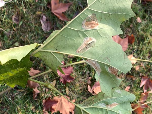 Phyllonorycter platani