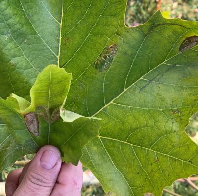Phyllonorycter platani
