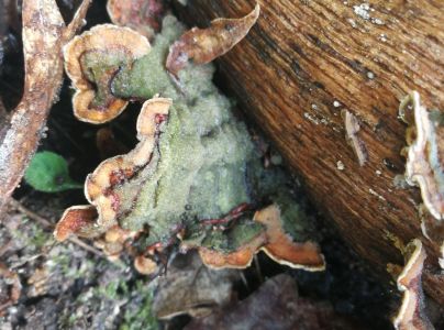 Pevn&iacute;k chlpat&yacute;