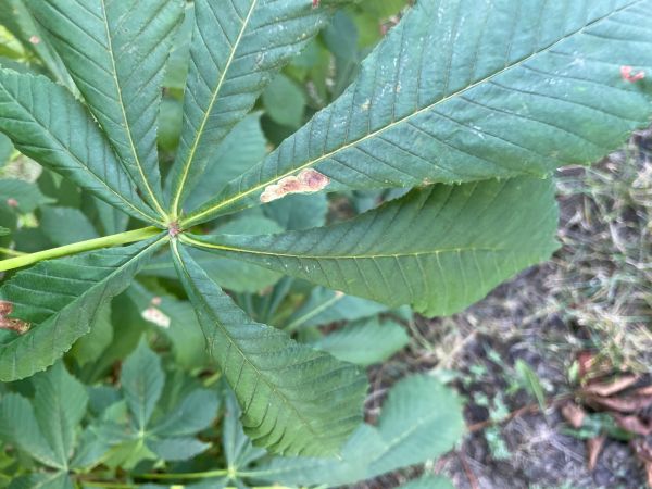 Horse-chestnut leaf miner