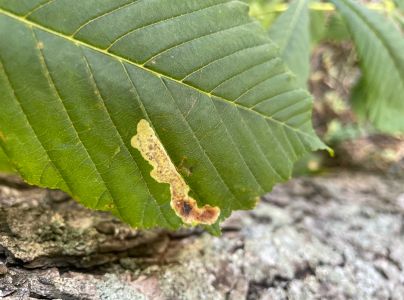 Plosk&aacute;čik paga&scaron;tanov&yacute;