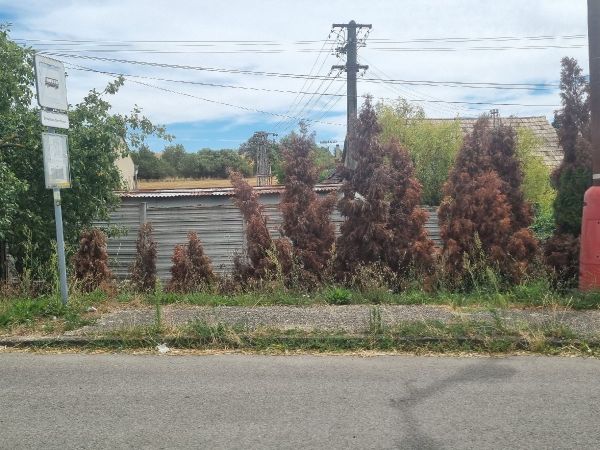 Cypress jewel beetle