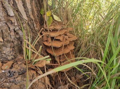 Lesklok&ocirc;rovka ploch&aacute;