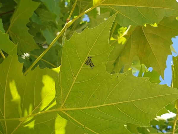 Sycamore lace bug
