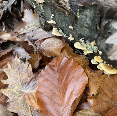 A - nejednoznačne určen&yacute;, nie sme si ist&iacute;