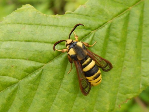 Hornet moth