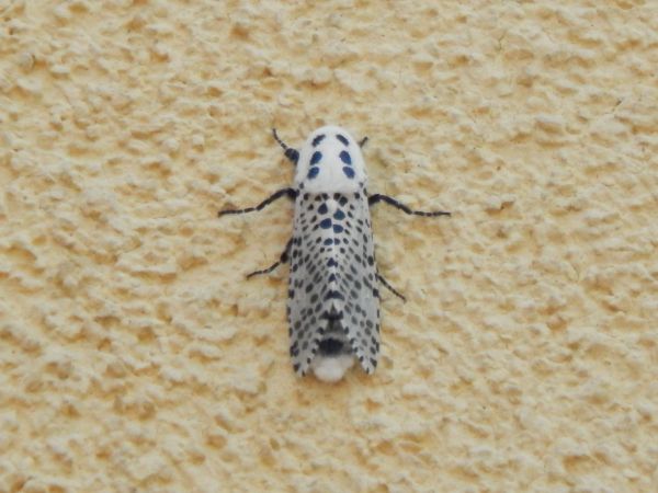 Leopard moth