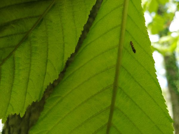 Horse-chestnut leaf miner