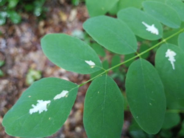 Locust digitate leaf miner