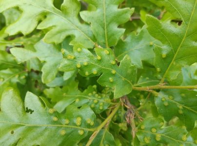 Hrčiarka Dryomyia circinans