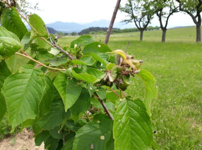 Vo&scaron;ka čere&scaron;ňov&aacute;