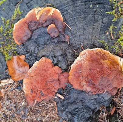 Gloeophyllum odoratum