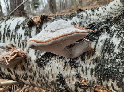 Pr&aacute;chnovec kopytovit&yacute;