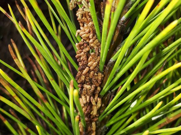 Web-spinning pine-sawfly