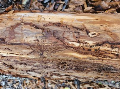 Smoliar jedľov&yacute;