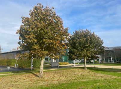 Plosk&aacute;čik paga&scaron;tanov&yacute;