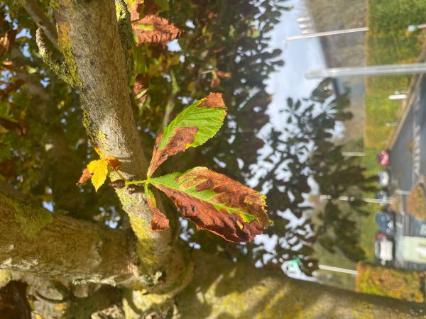 Horse-chestnut leaf miner