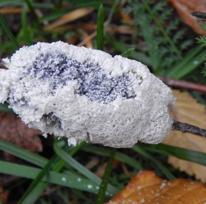 A - nejednoznačne určen&yacute;, nie sme si ist&iacute;