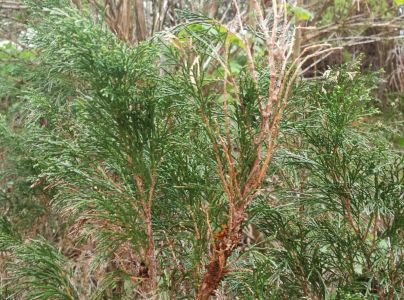 Hrdzavka hru&scaron;kov&aacute;