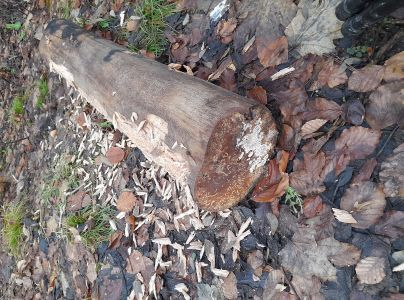 Pevn&iacute;k červenej&uacute;ci