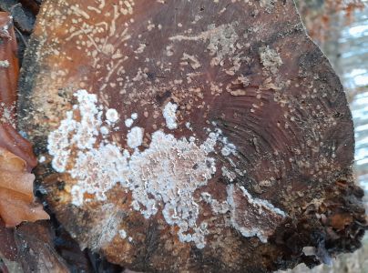 Pevn&iacute;k červenej&uacute;ci