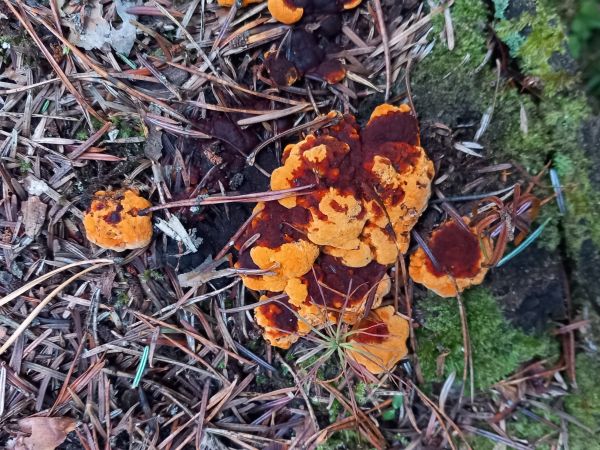 Yellow-red gill polypore