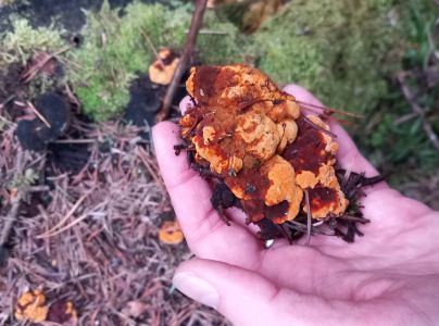 Tr&aacute;movka plotov&aacute;