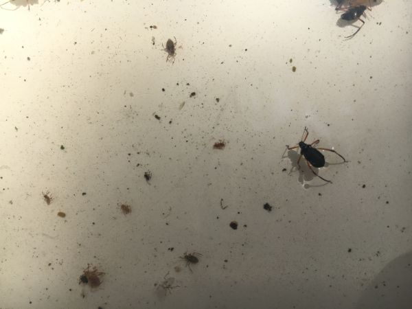 Bow-legged fir aphid