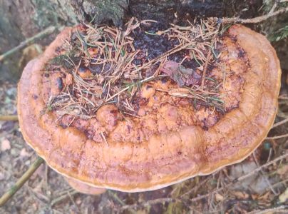 Pr&aacute;chnovček p&aacute;sikav&yacute; 