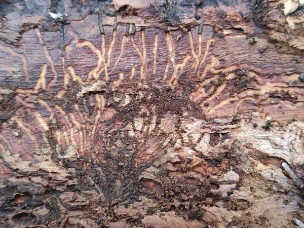 Larch elm bark beetle