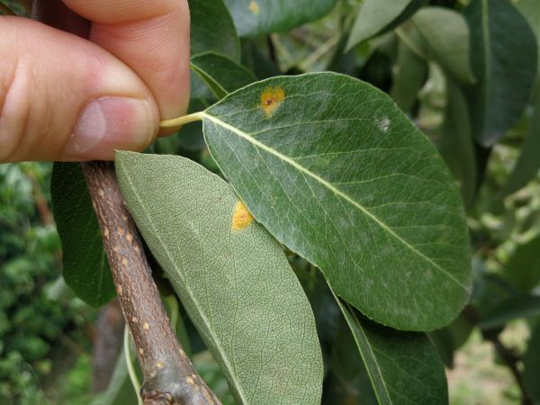 European pear rust