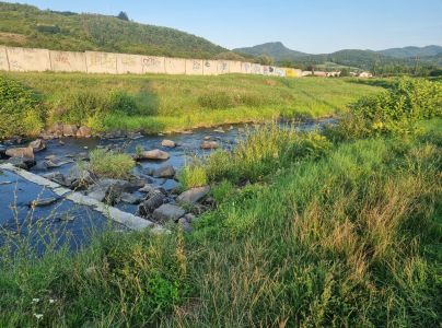 Liskavka topoľov&aacute;