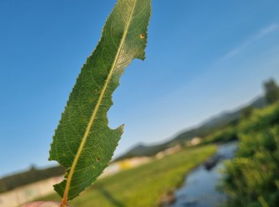 Liskavka topoľov&aacute;