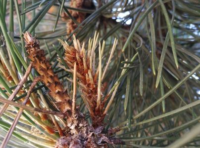 Pyknidovka beľov&aacute;