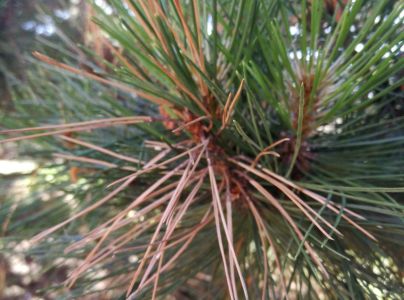 Pyknidovka beľov&aacute;