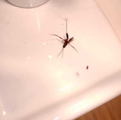 A - nejednoznačne určen&yacute;, nie sme si ist&iacute;