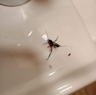 A - nejednoznačne určen&yacute;, nie sme si ist&iacute;