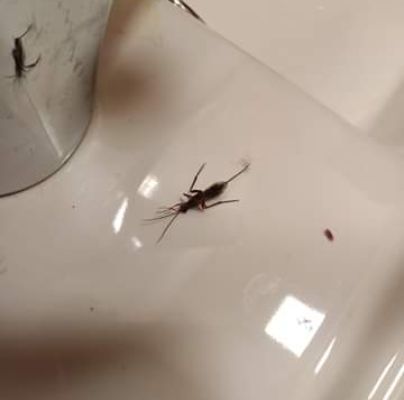 A - nejednoznačne určen&yacute;, nie sme si ist&iacute;