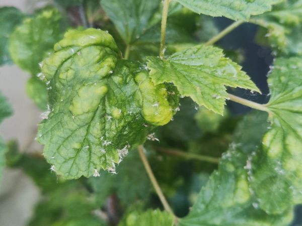Currant aphid